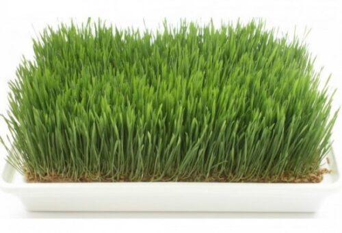 מנבטת חממה New Horizon SP1